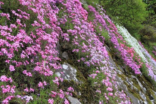 石積みの柴桜(2016.5.15) 石積みの柴桜(2016.5.15)