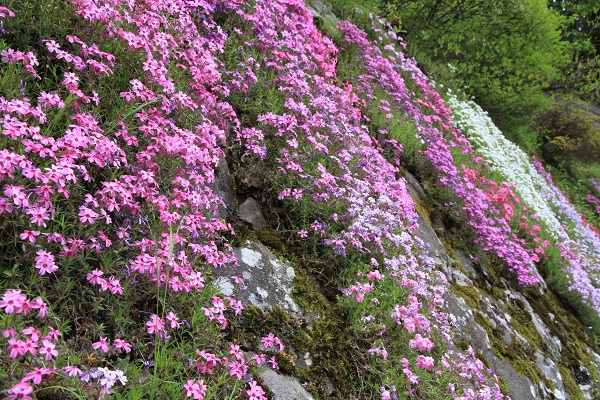 石積みの柴桜（2016.5.15）